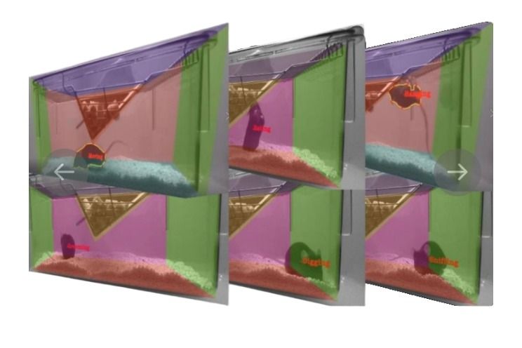 小动物精细行为分析系统